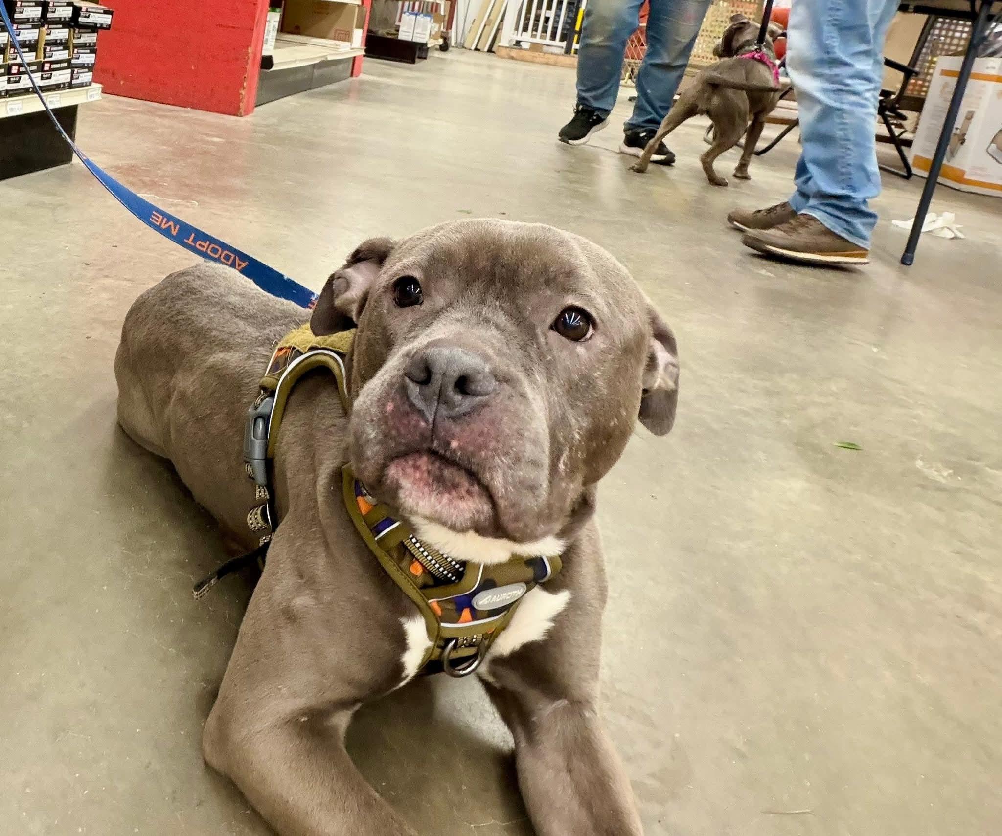 Enlarge DIAMOND tinycauseadopt@gmail.com , a ADOPTABLE mixed breed in Vandergrift, PA image 2/6