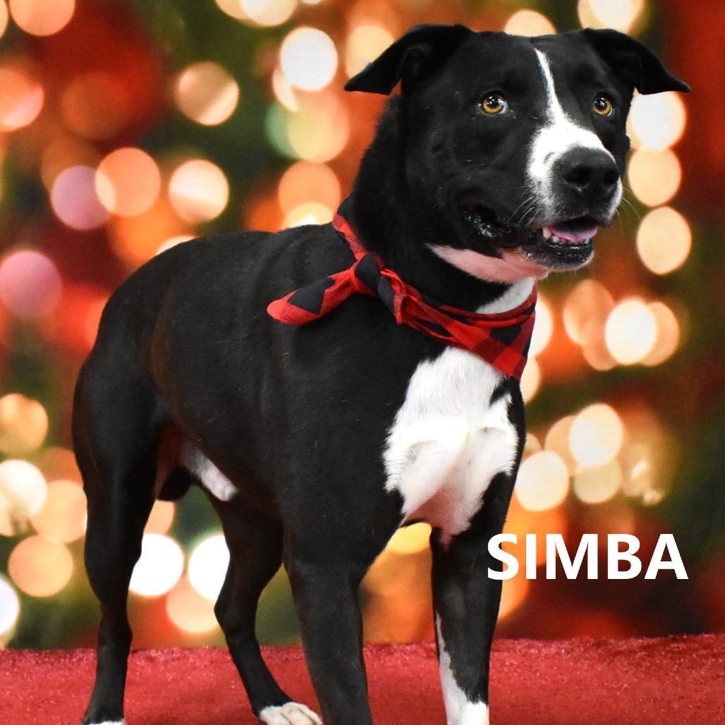 Simba, Adoptable, Adult Male Pit Bull Terrier.