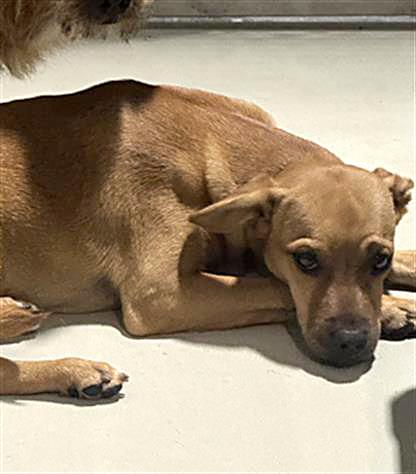 Enlarge Chestnut - URGENT - 24-hour NOTICE, an adoptable mixed breed in Thousand Oaks, CA image 2/2