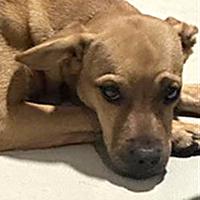 Enlarge Chestnut - URGENT - 24-hour NOTICE, an adoptable mixed breed in Thousand Oaks, CA image 1/2