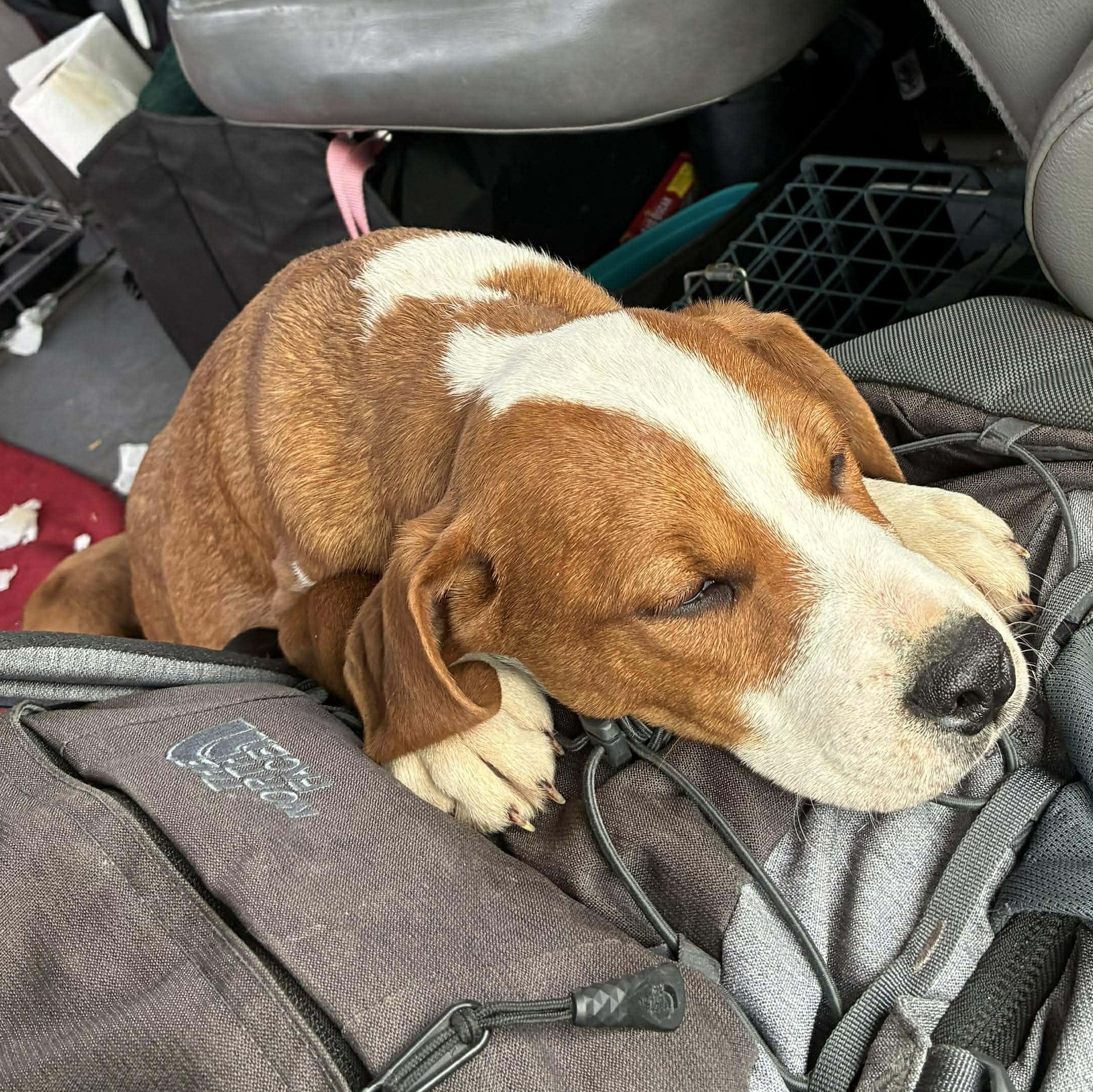 Christophe, Adoptable, Puppy Male Beagle.