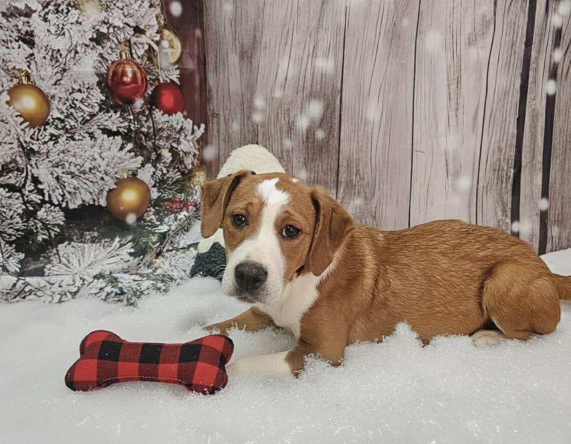 Christophe, a Adoptable mixed breed in Petersburg, IL image 2/5