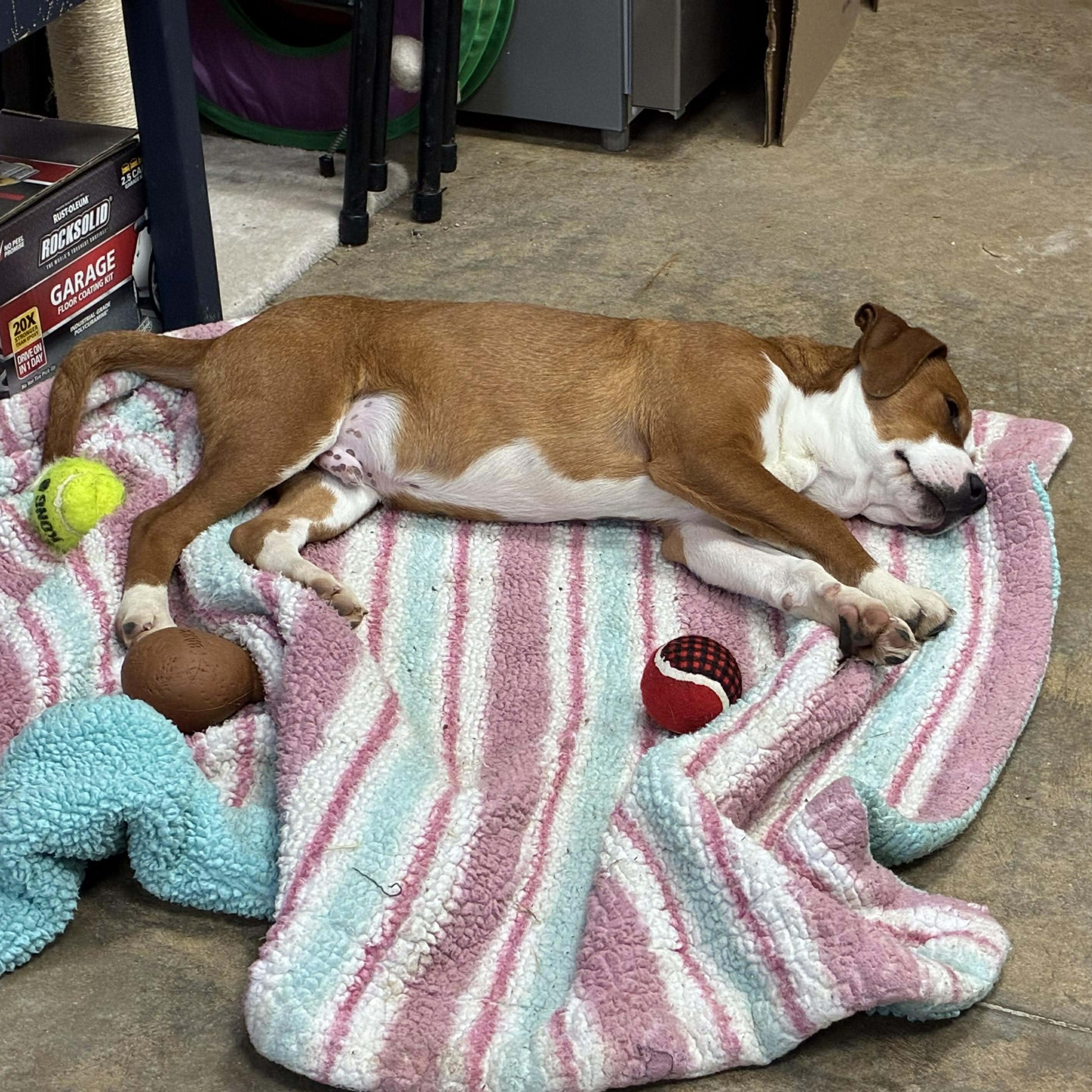 Christophe, a Adoptable mixed breed in Petersburg, IL image 3/5