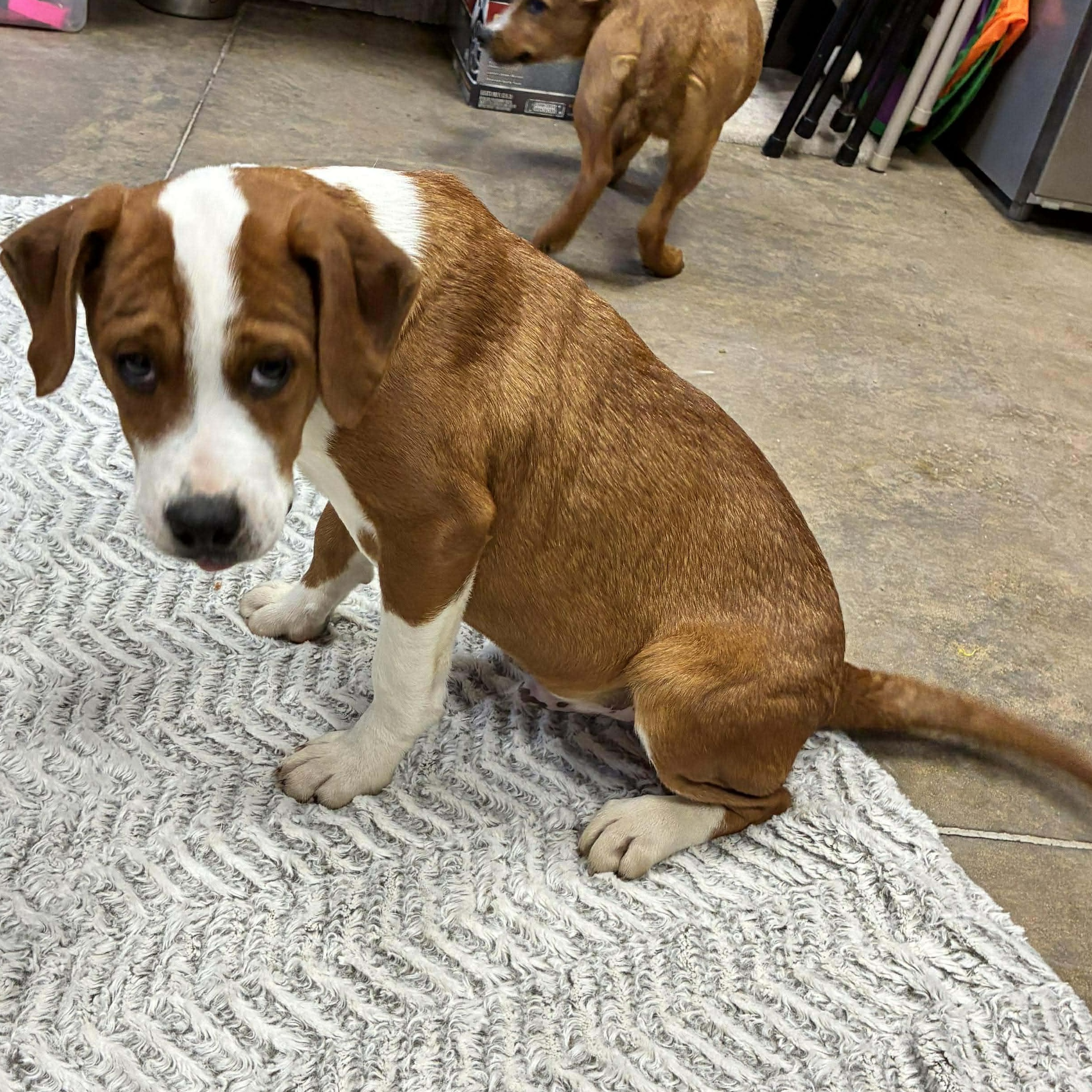 Christophe, a Adoptable mixed breed in Petersburg, IL image 4/5