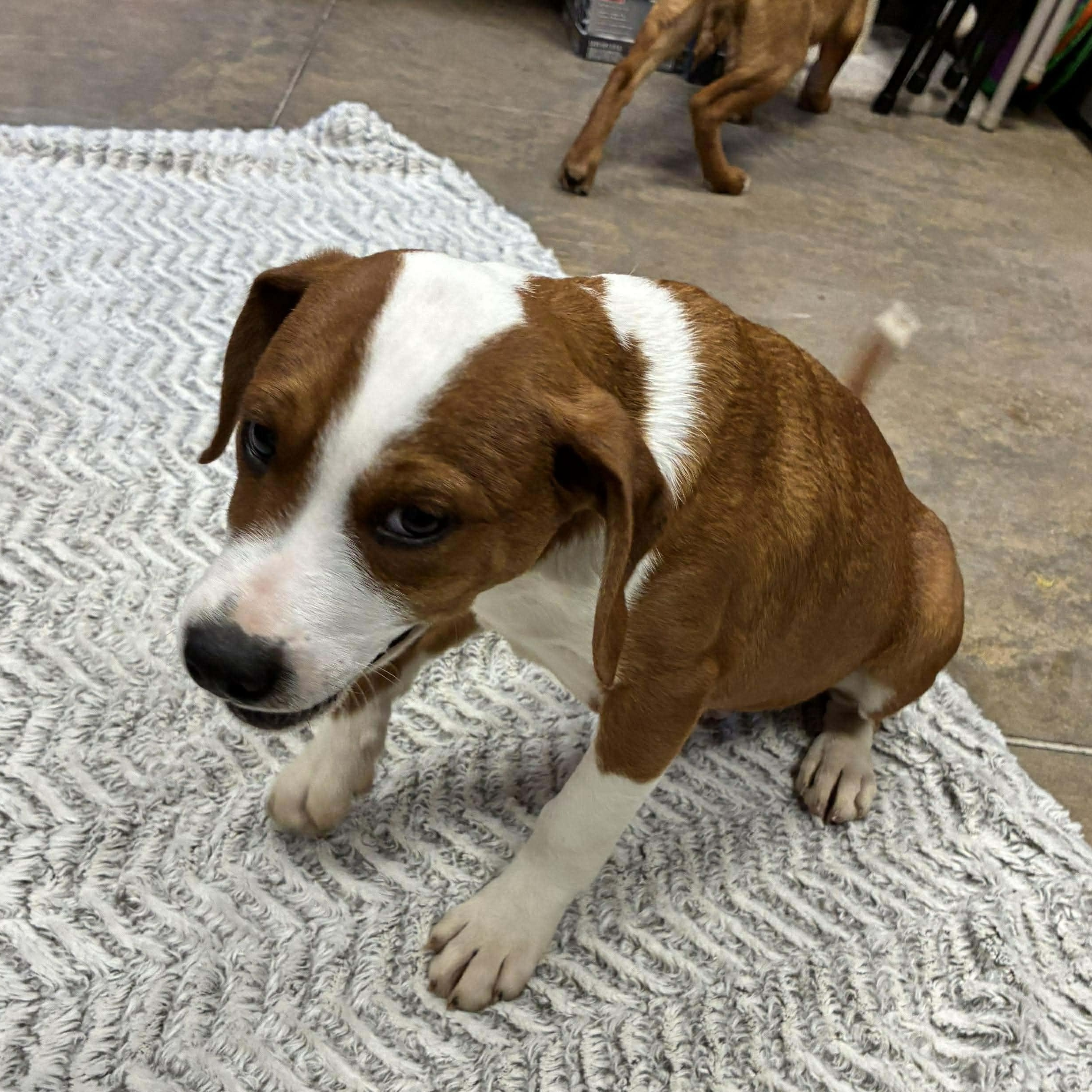 Christophe, a Adoptable mixed breed in Petersburg, IL image 5/5