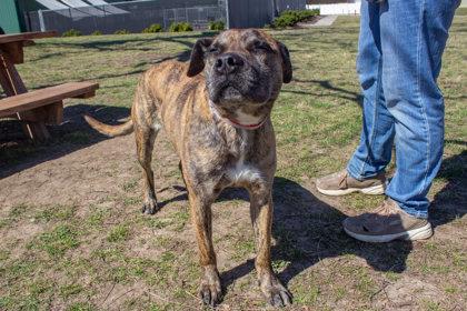 Enlarge Beth, a Adoptable mixed breed in Kansas City, MO image 1/3