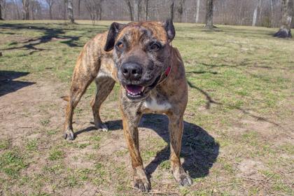 Enlarge Beth, a Adoptable mixed breed in Kansas City, MO image 3/3