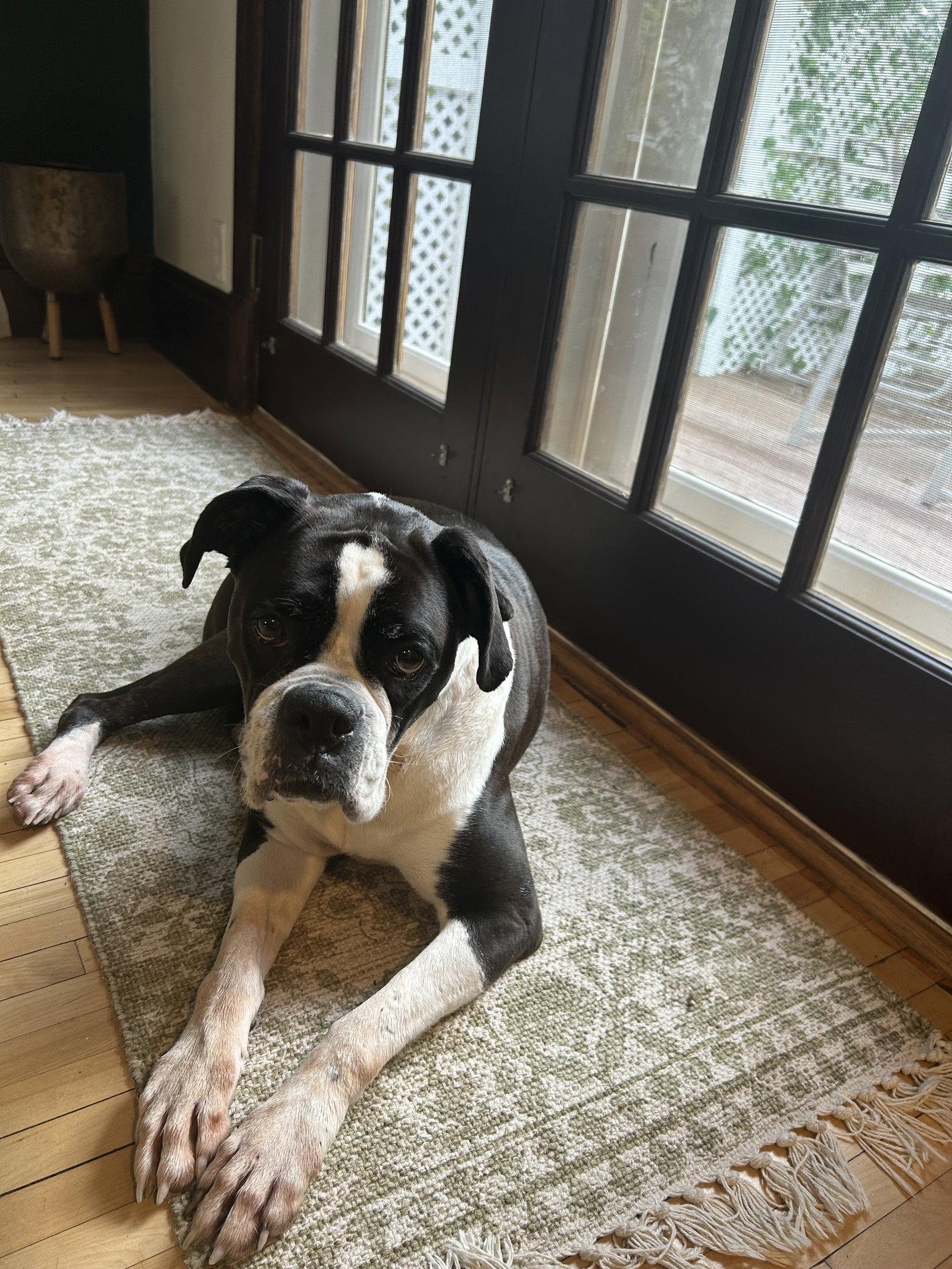 Bella, Adopted, Adult Female Boxer.