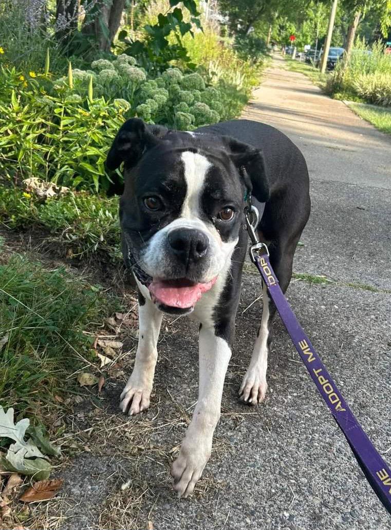 Enlarge Bella, a Adopted Boxer in Woodbury, MN image 2/3