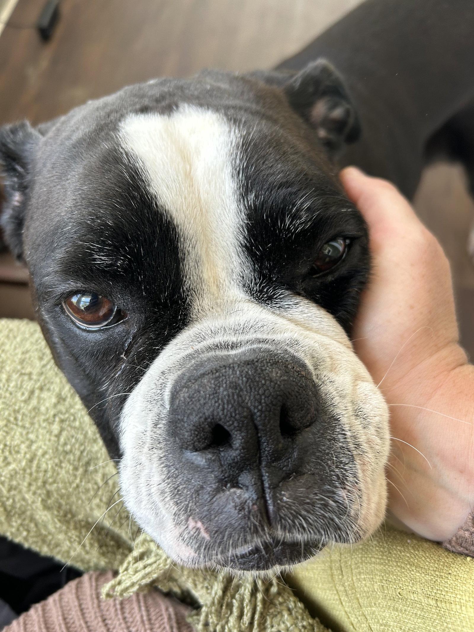 Enlarge Bella, a Adopted Boxer in Woodbury, MN image 3/3