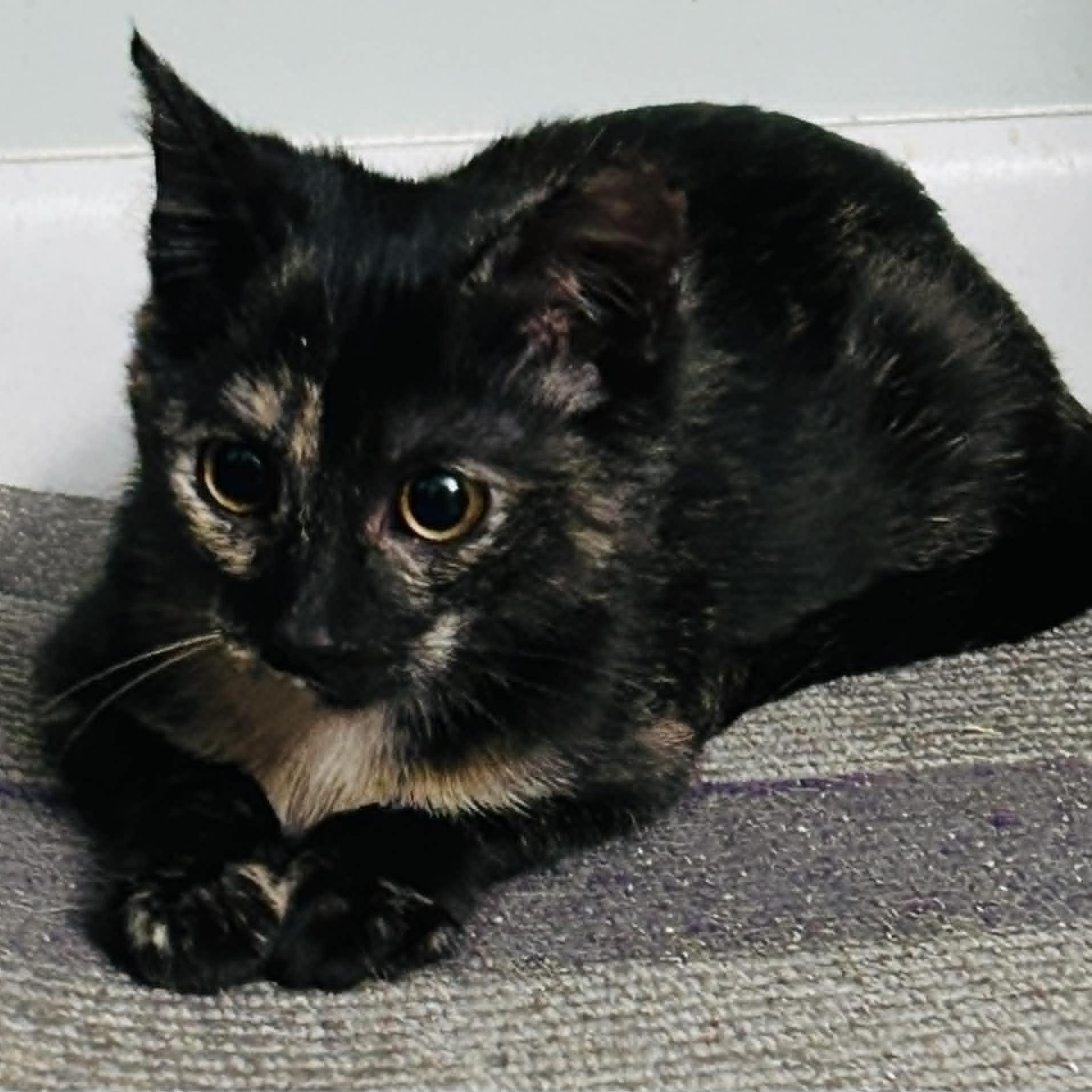 Enlarge Pecan, a ADOPTABLE American Shorthair in Danbury, CT image 2/3