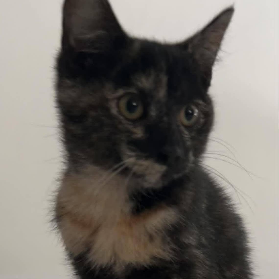 Enlarge Pecan, a ADOPTABLE American Shorthair in Danbury, CT image 3/3