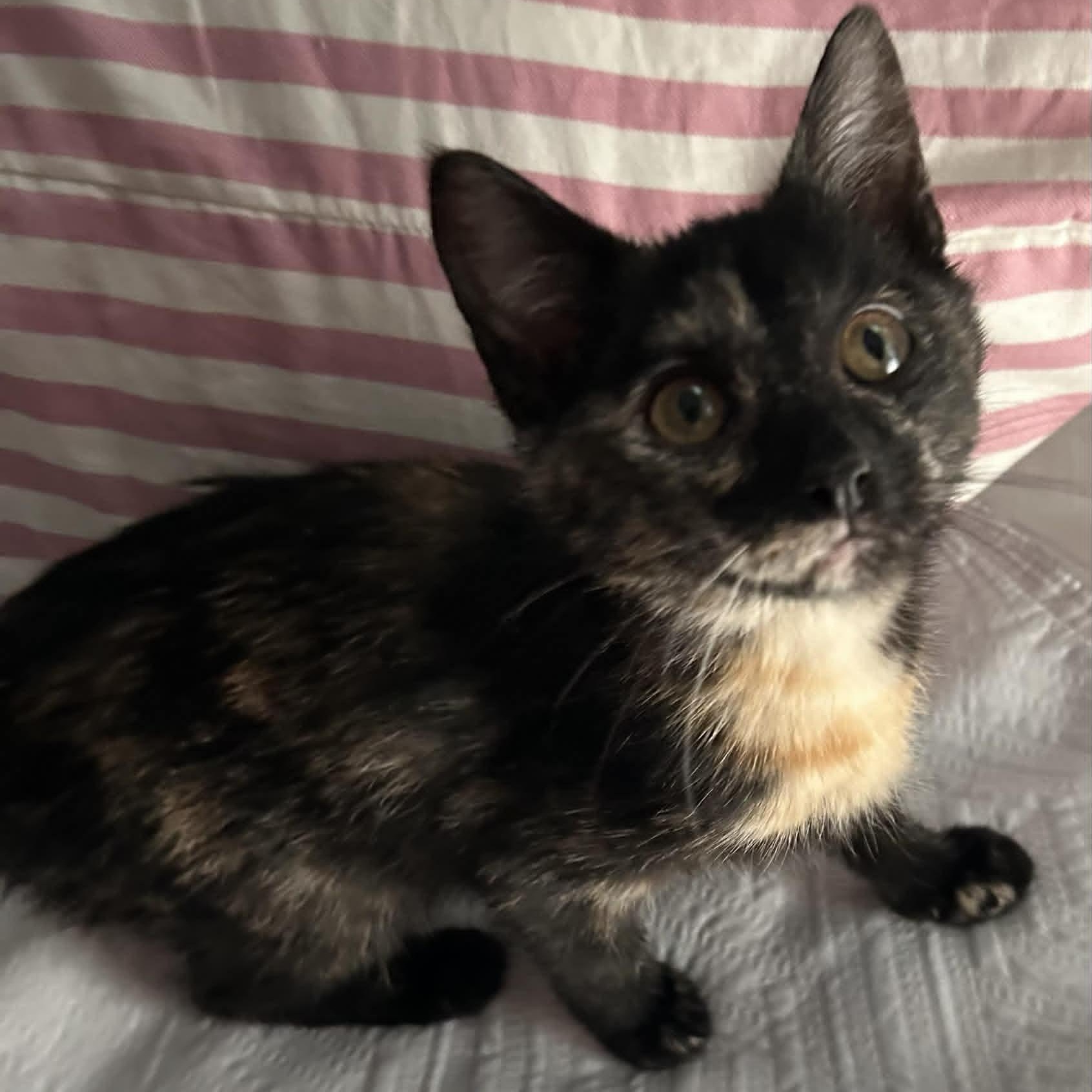 Enlarge Pecan, a ADOPTABLE American Shorthair in Danbury, CT image 1/3