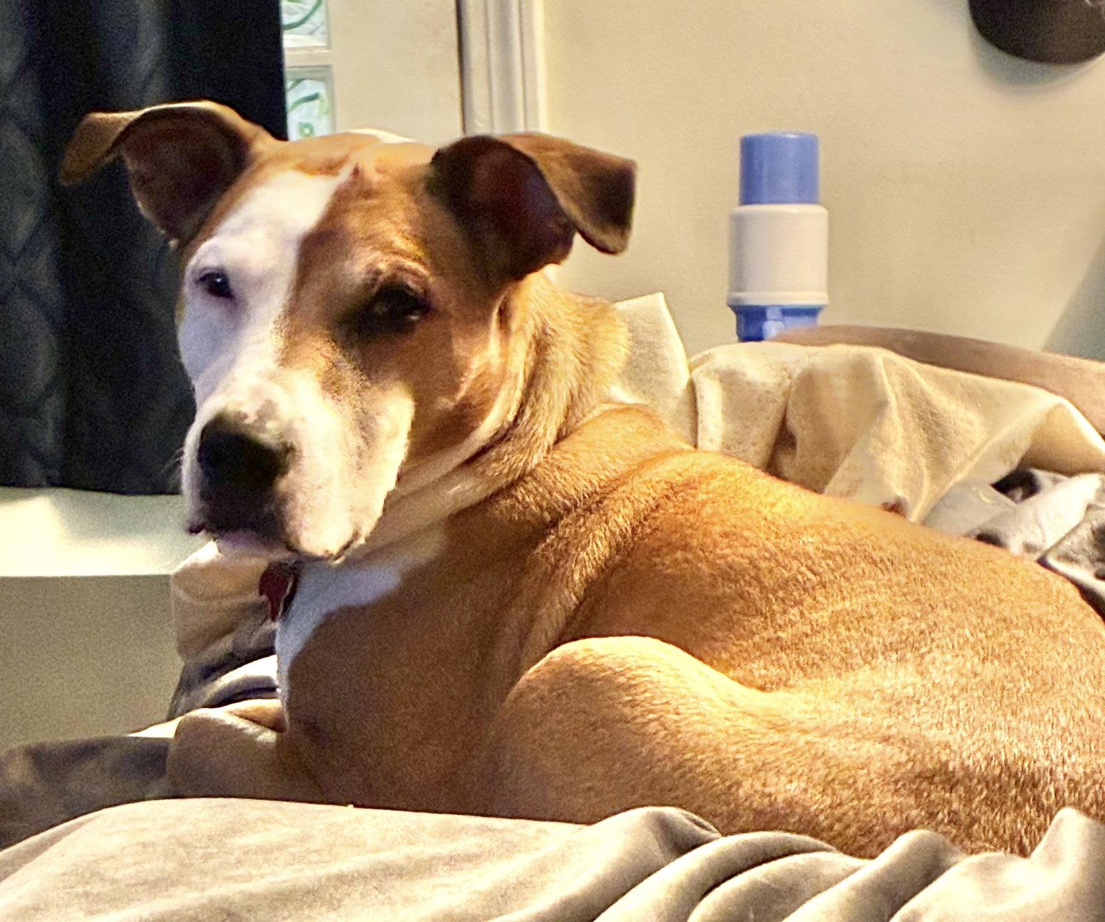Molly, Adoptable, Senior Female Hound & Terrier.