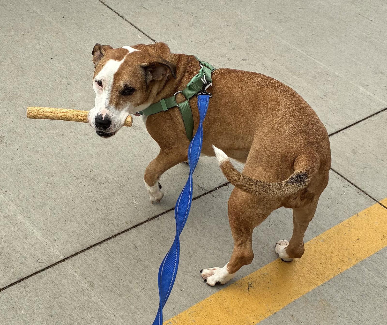 Enlarge Molly, a Adoptable mixed breed in Cuyahoga Falls, OH image 2/2