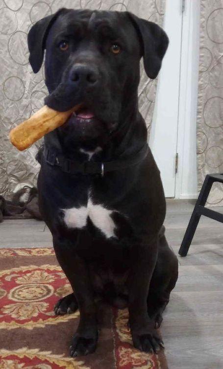 Enlarge Rommy, an adopted Cane Corso in Larkspur, CO image 2/2