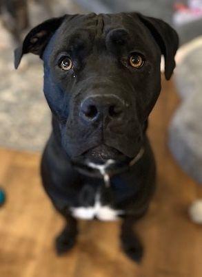Enlarge Rommy, an adopted Cane Corso in Larkspur, CO image 1/2