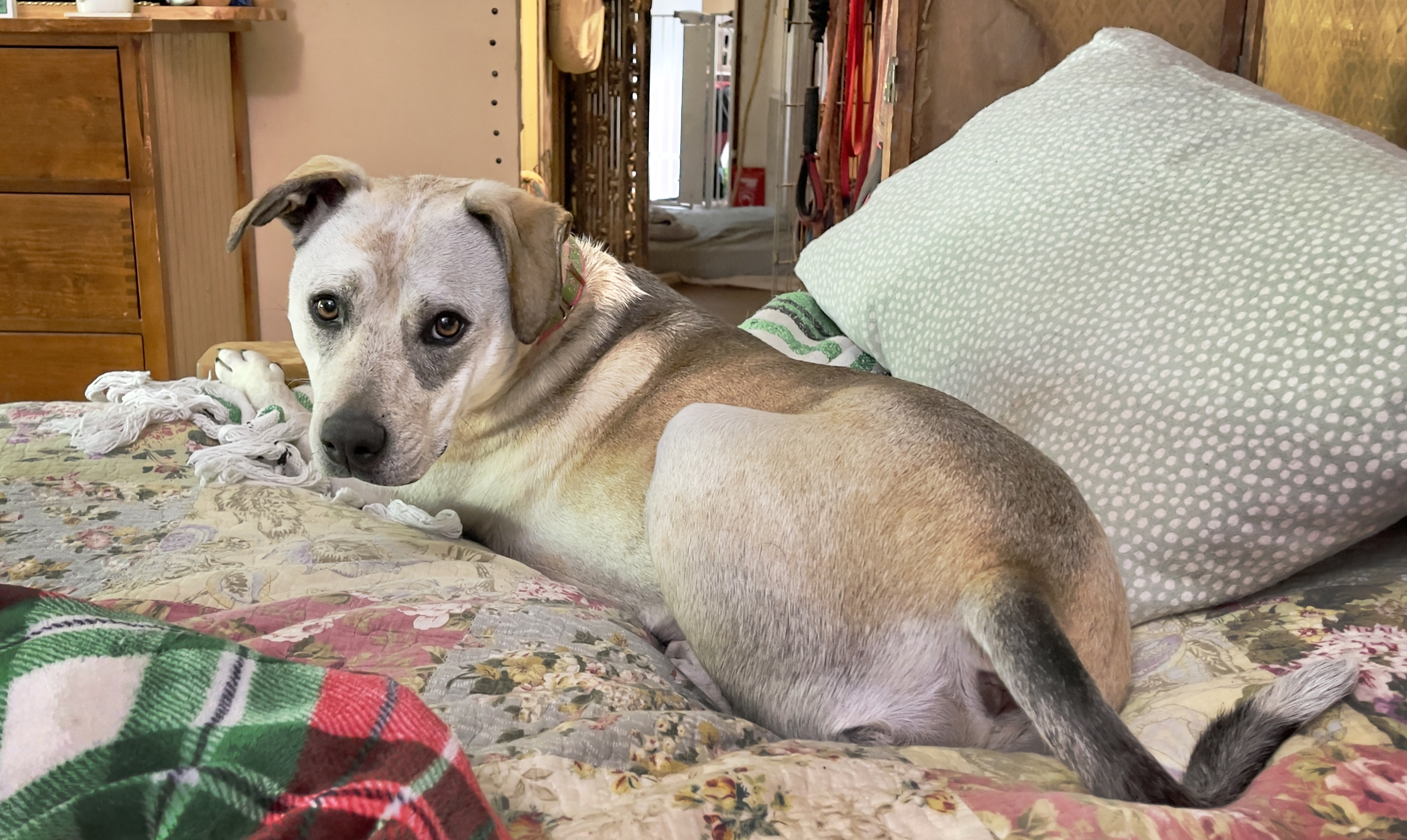 Rosie, a Adoptable mixed breed in Nashville, TN image 2/6