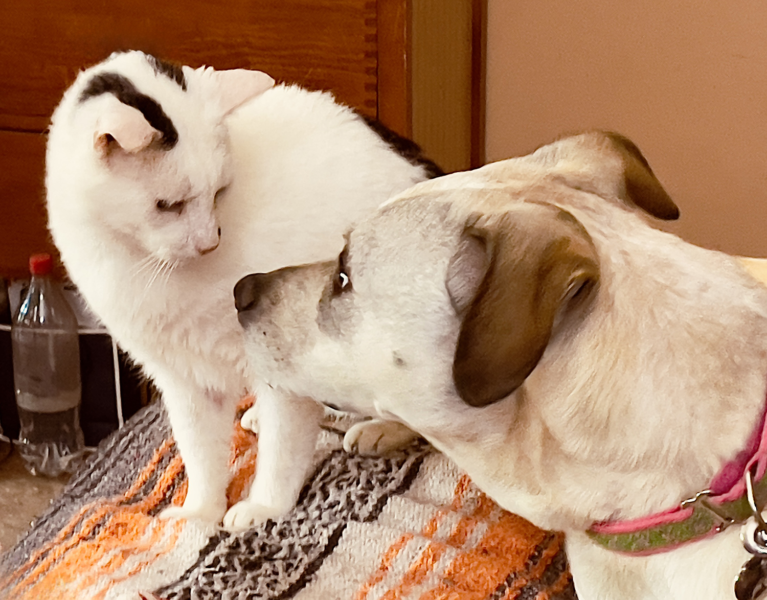 Rosie, a Adoptable mixed breed in Nashville, TN image 5/6