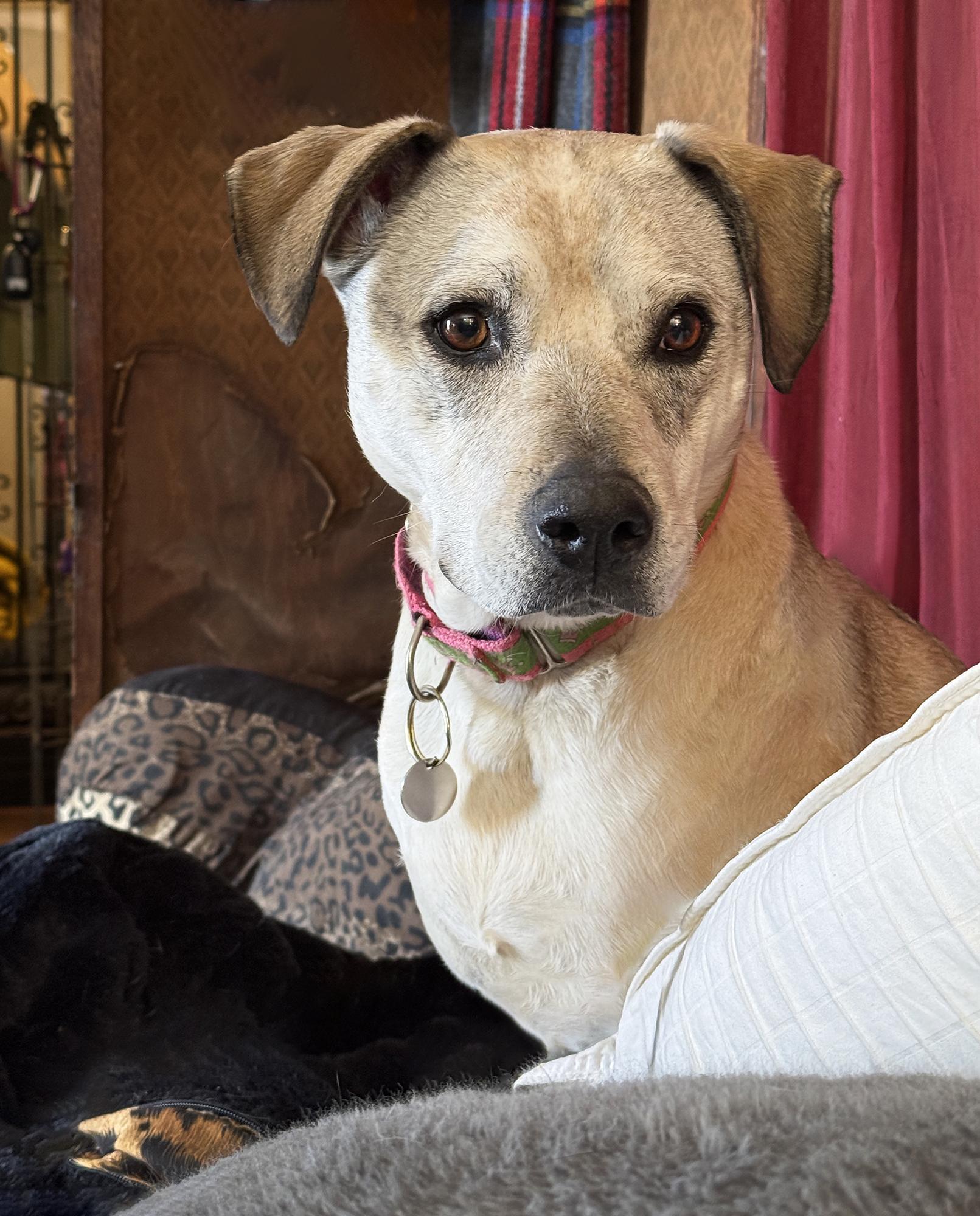 Rosie, a Adoptable mixed breed in Nashville, TN image 4/6