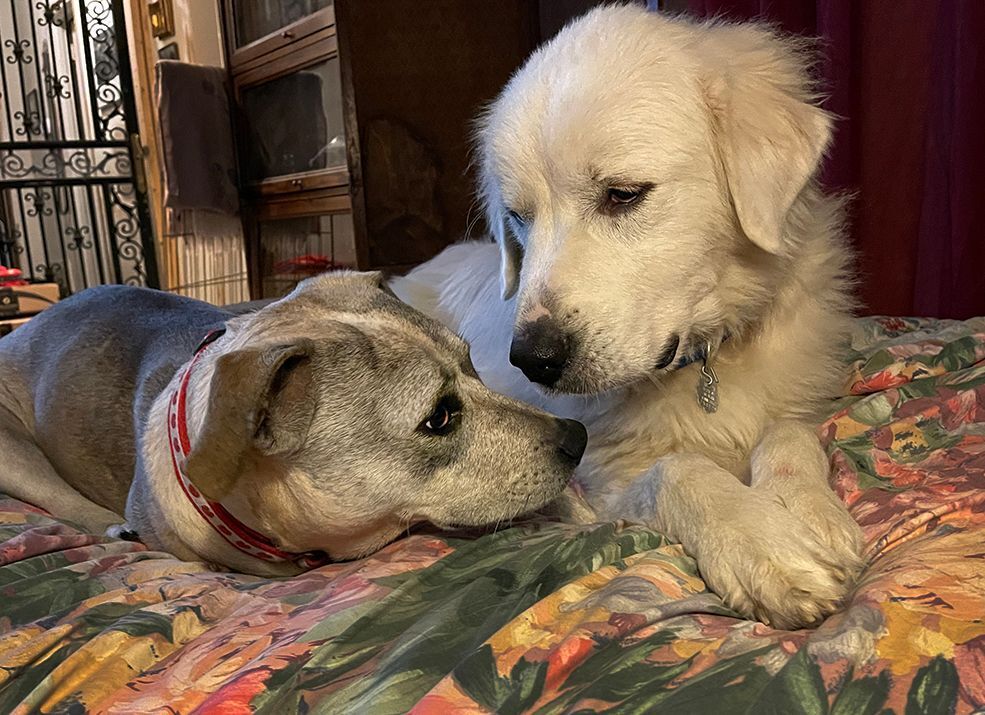 Rosie, a Adoptable mixed breed in Nashville, TN image 6/6