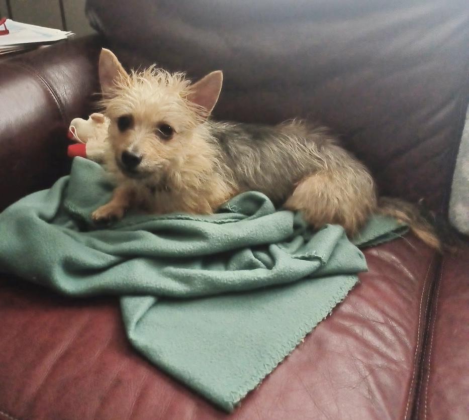 Goldie, ADOPTABLE, Young Female Yorkshire Terrier.