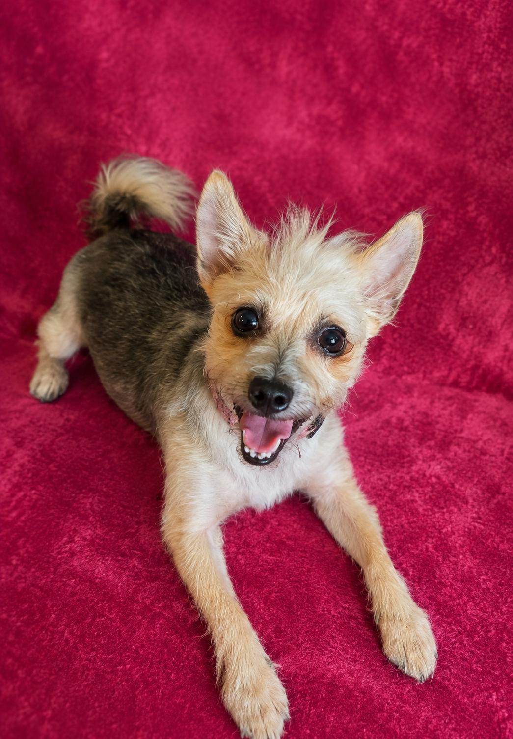 Goldie, ADOPTABLE, Young Female Yorkshire Terrier.