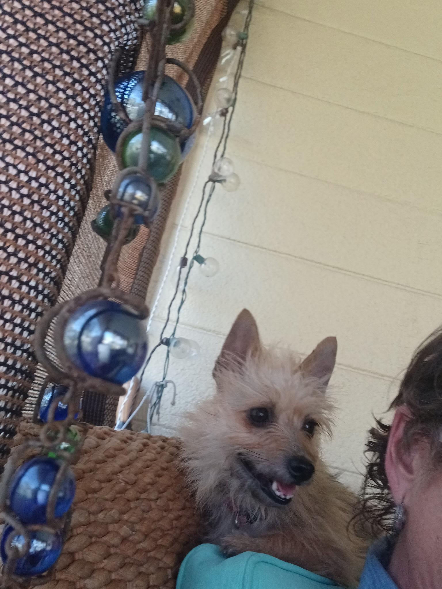 Enlarge Goldie, a ADOPTABLE mixed breed in Bradenton, FL image 2/6