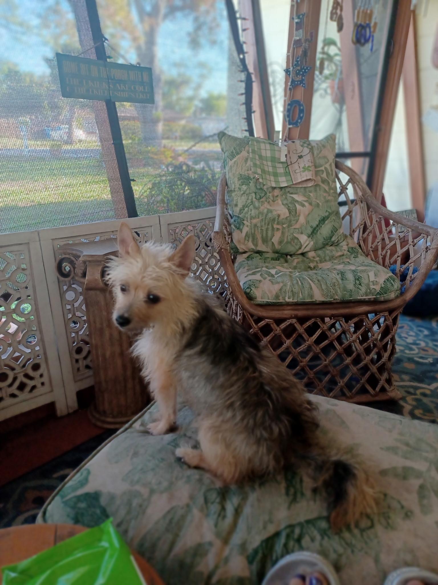 Enlarge Goldie, a ADOPTABLE mixed breed in Bradenton, FL image 3/6