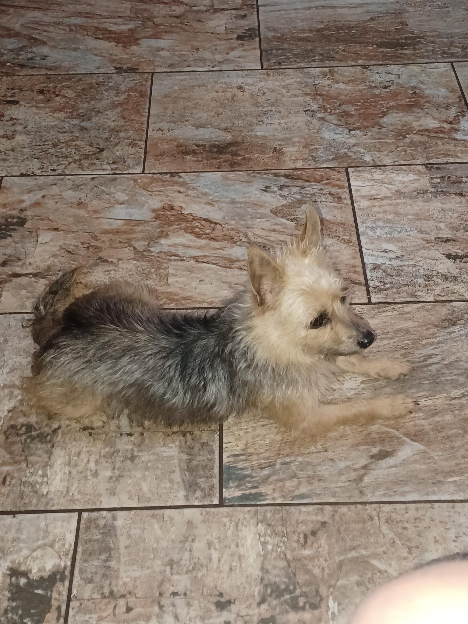 Enlarge Goldie, a ADOPTABLE mixed breed in Bradenton, FL image 2/5