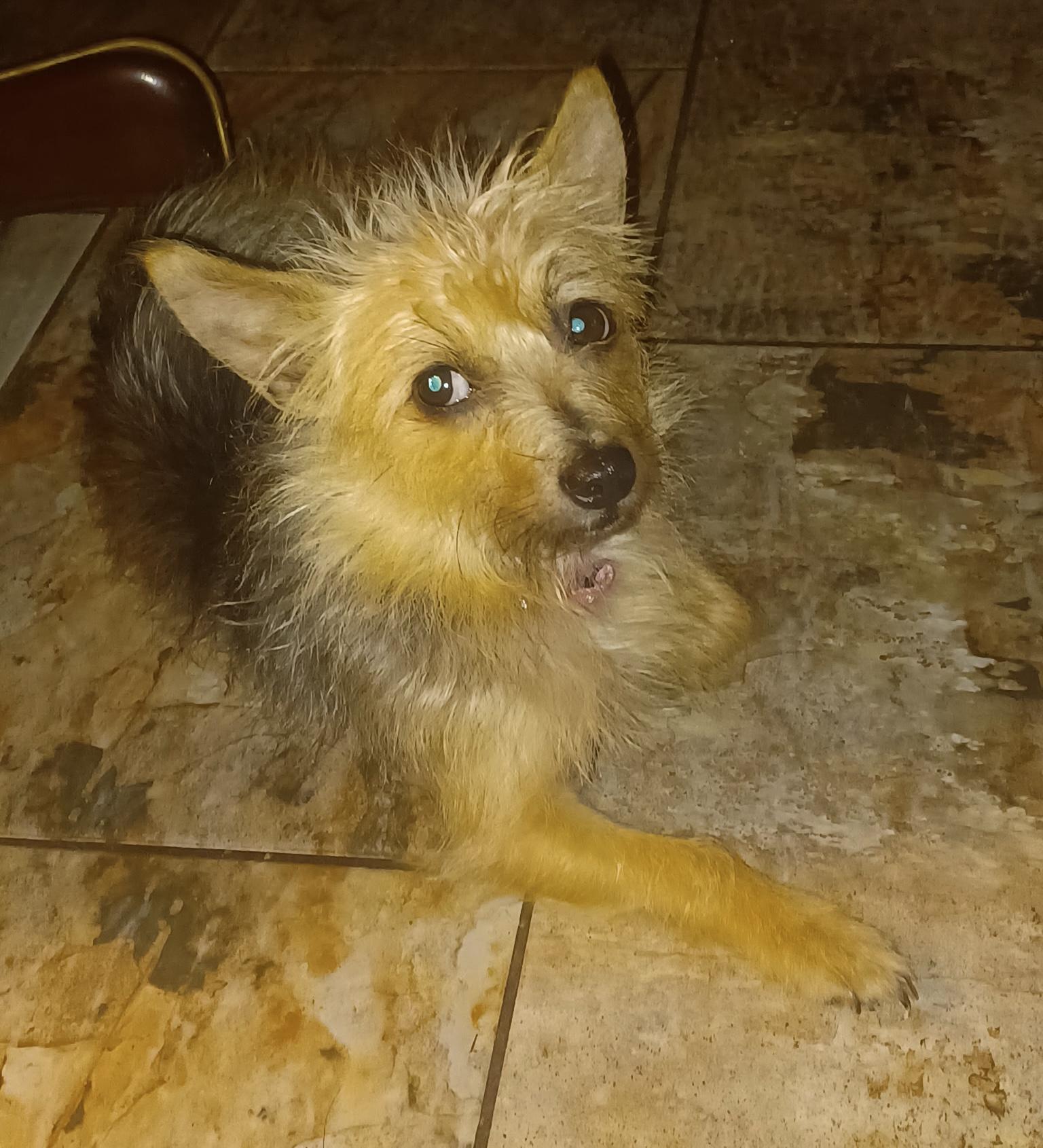 Enlarge Goldie, a ADOPTABLE mixed breed in Bradenton, FL image 3/5