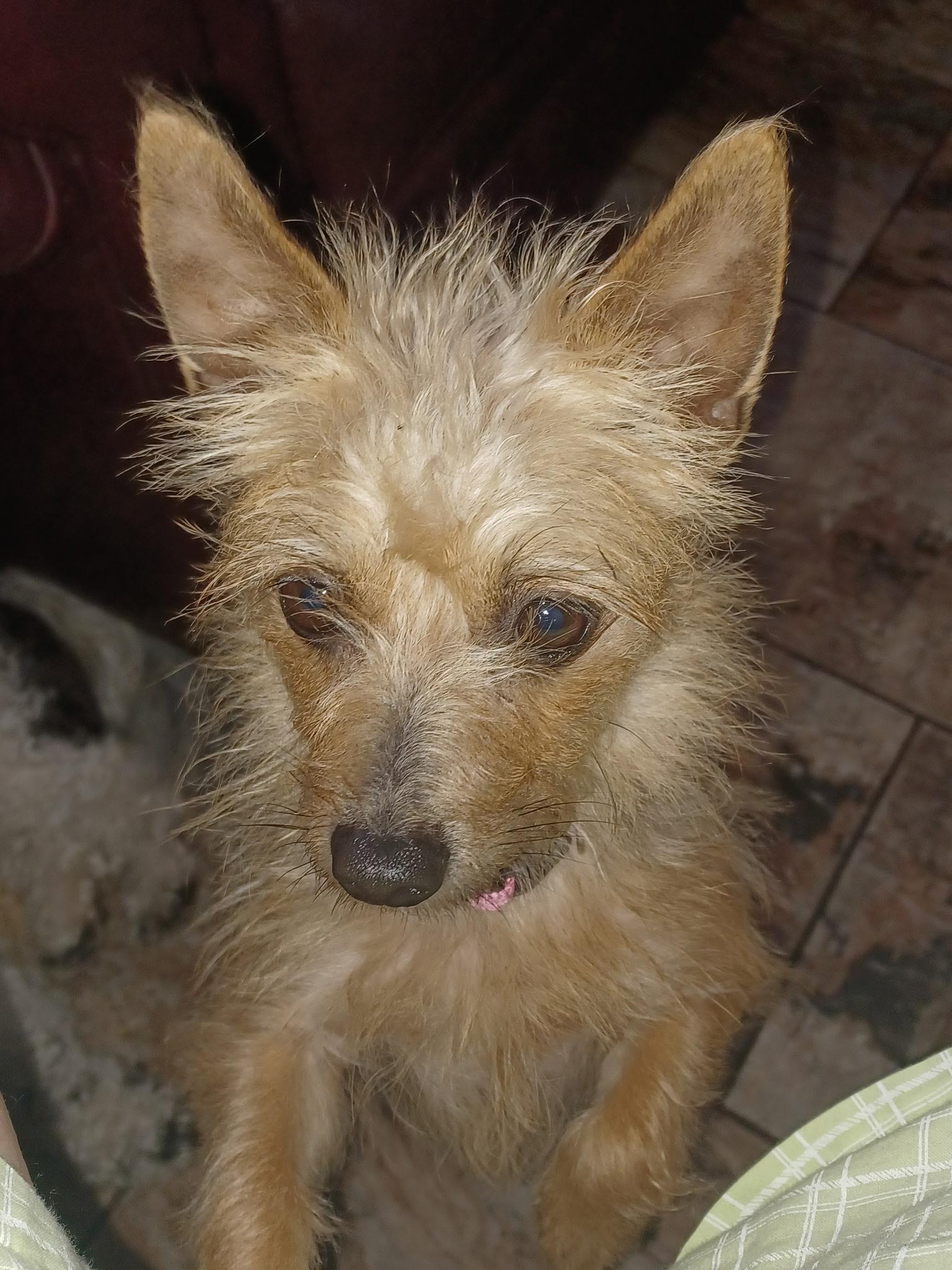 Enlarge Goldie, a ADOPTABLE mixed breed in Bradenton, FL image 1/5