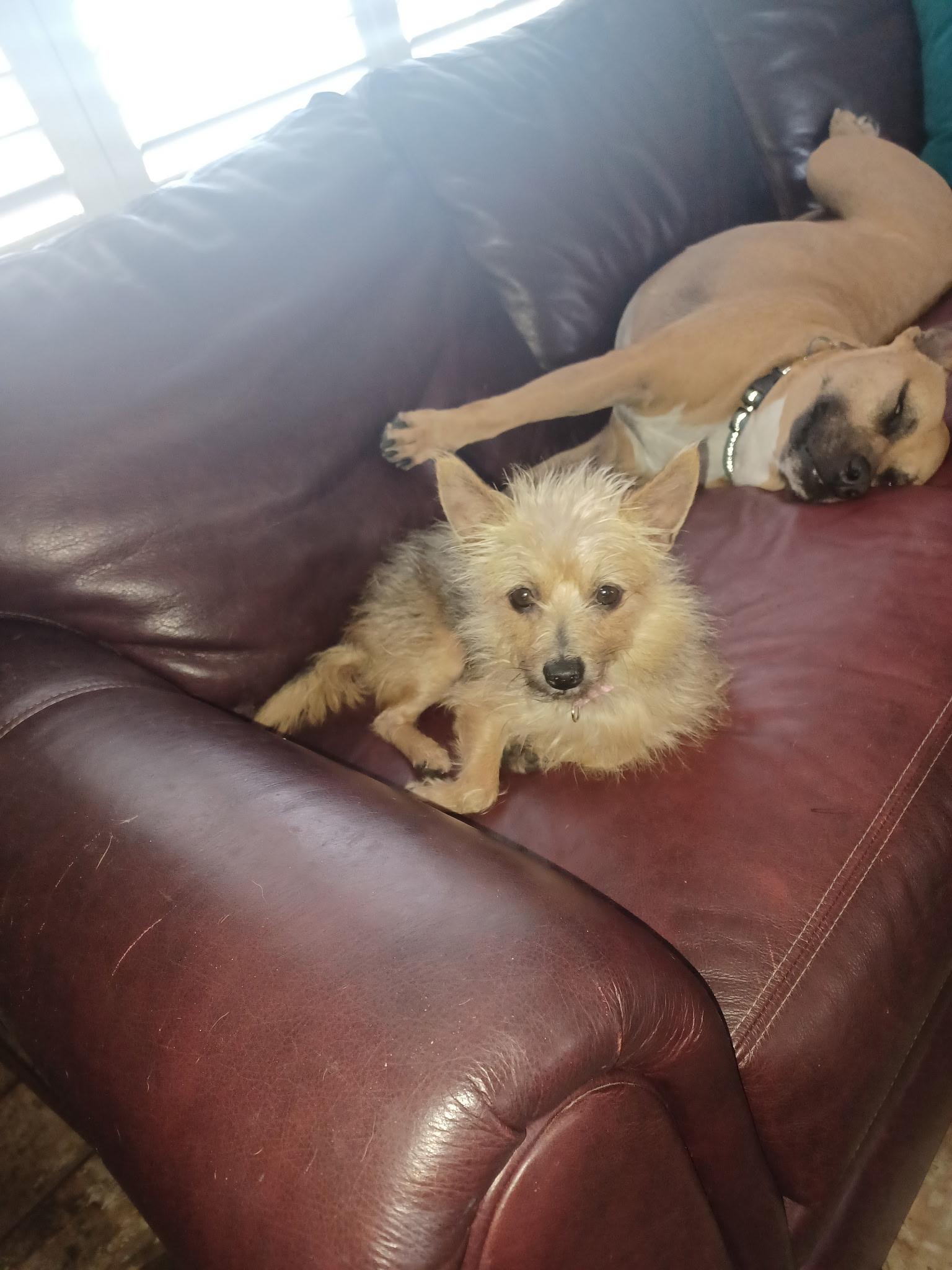 Enlarge Goldie, a ADOPTABLE mixed breed in Bradenton, FL image 4/5