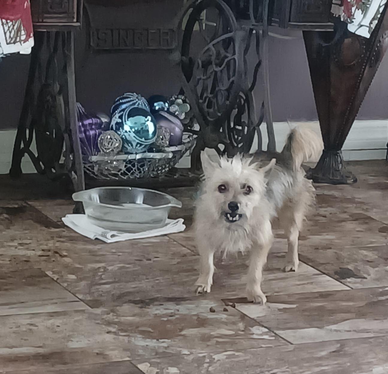 Enlarge Goldie, a ADOPTABLE mixed breed in Bradenton, FL image 5/5