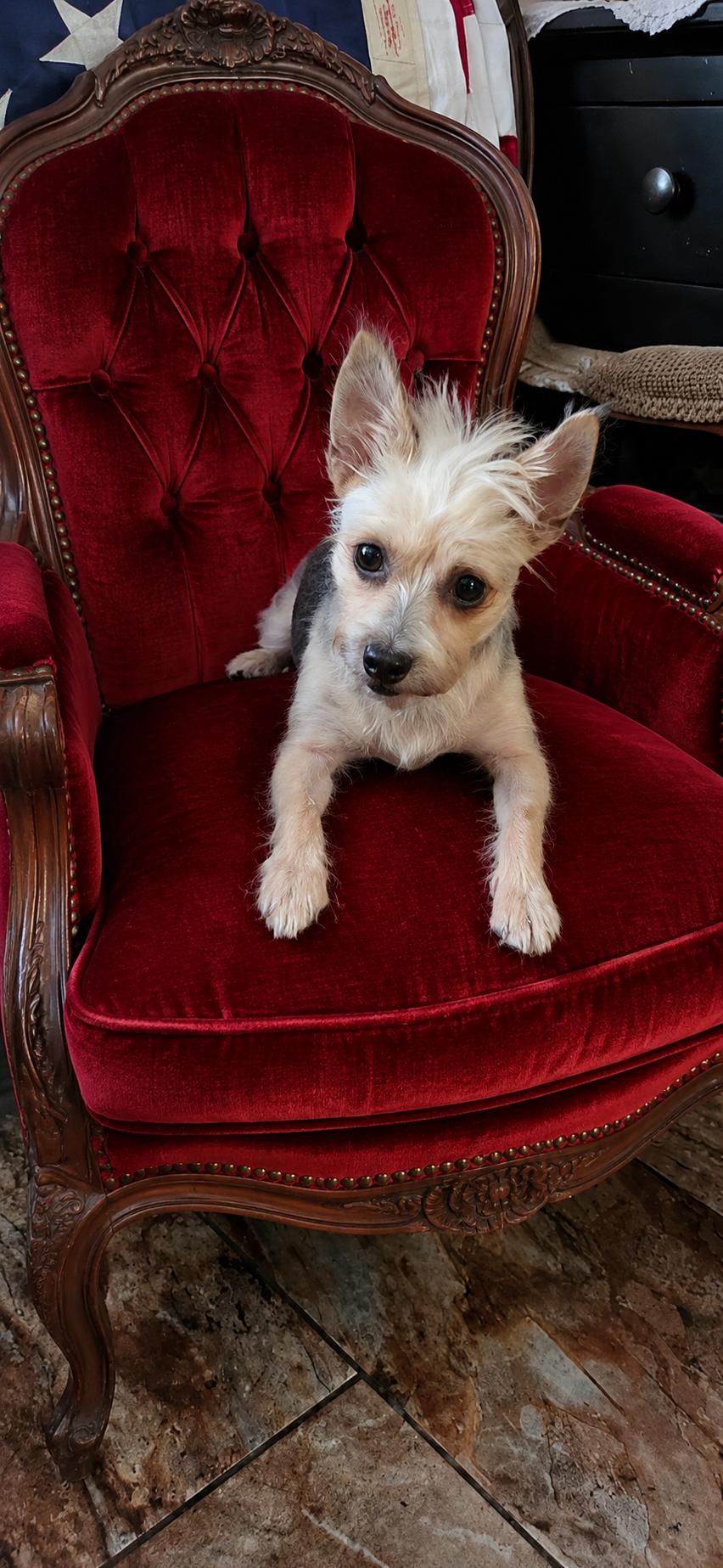 Goldie, a ADOPTABLE mixed breed in Bradenton, FL image 2/3
