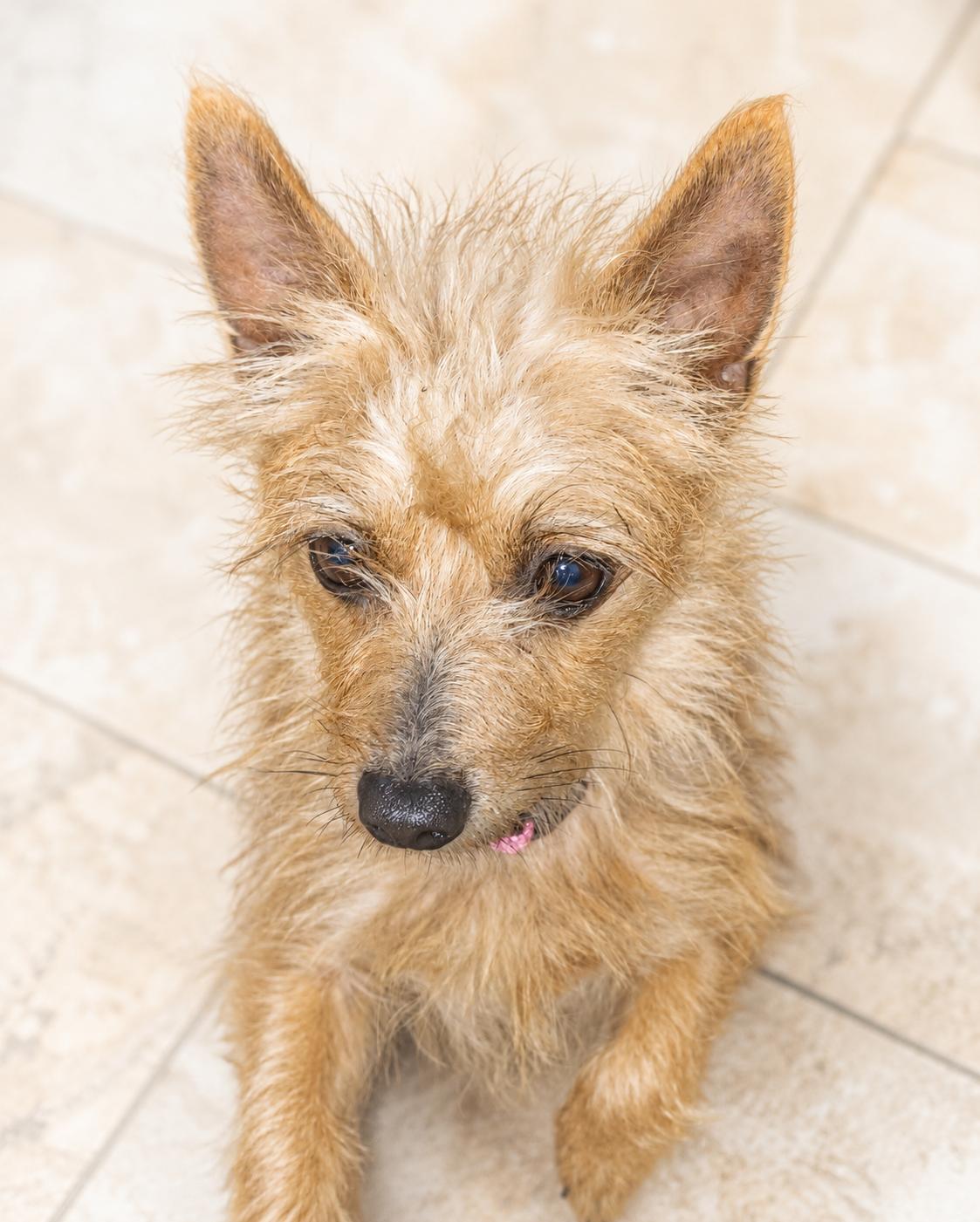 Goldie, a ADOPTABLE mixed breed in Bradenton, FL image 3/3