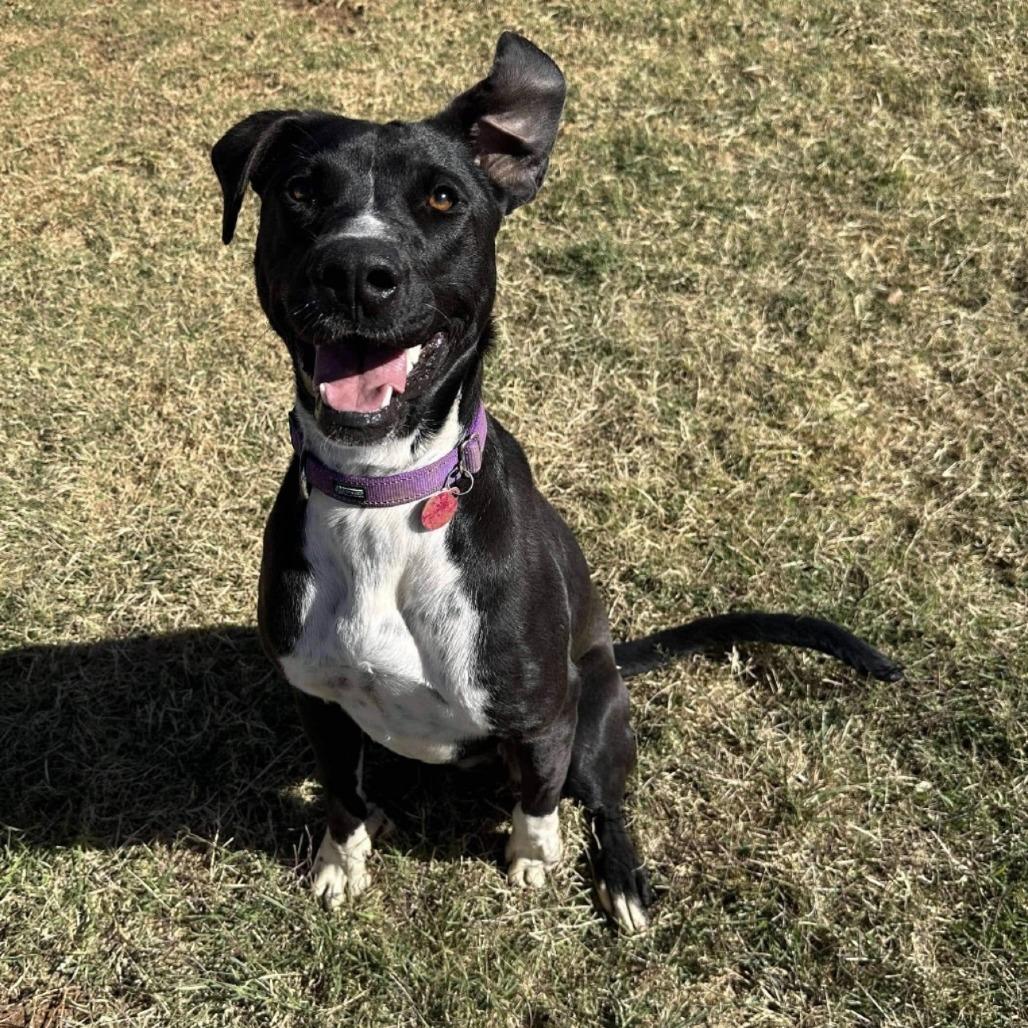 Enlarge Jenny from the Block (Jenny), a Adoptable mixed breed in Odessa, TX image 1/1