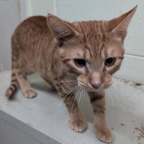 Enlarge Biscuit, a ADOPTABLE American Shorthair in Danbury, CT image 3/3