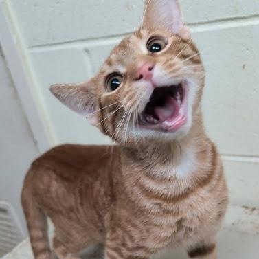 Enlarge Biscuit, a ADOPTABLE American Shorthair in Danbury, CT image 2/3