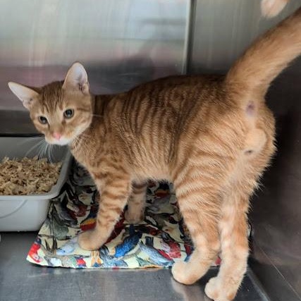 Enlarge Biscuit, a ADOPTABLE American Shorthair in Danbury, CT image 1/3