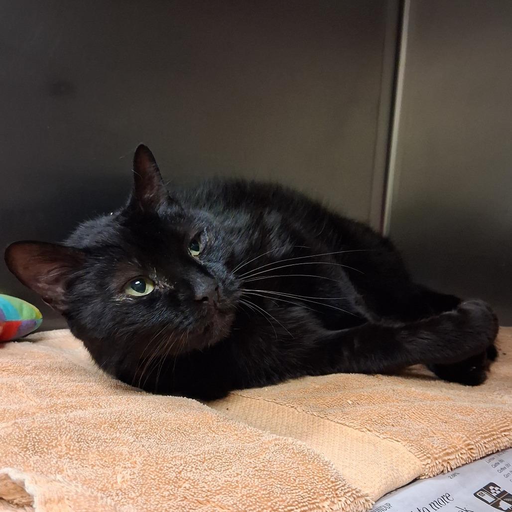 Brutus, Adoptable, Senior Male Domestic Short Hair.