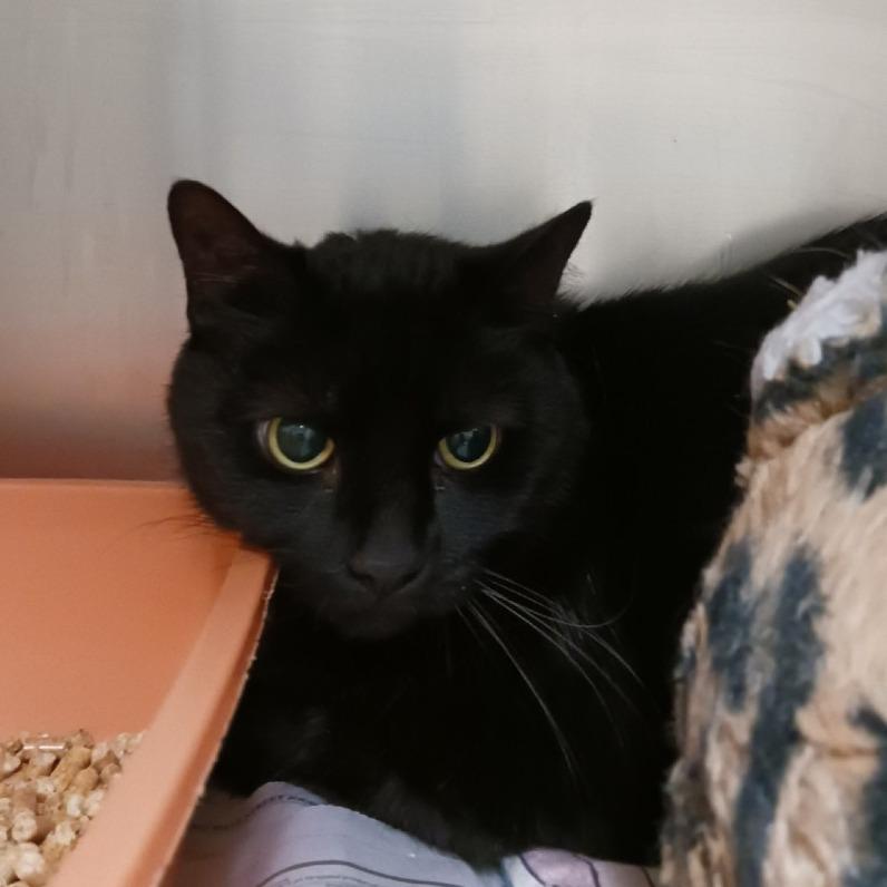 Brutus, a Adoptable Domestic Short Hair in Galveston, TX image 2/3