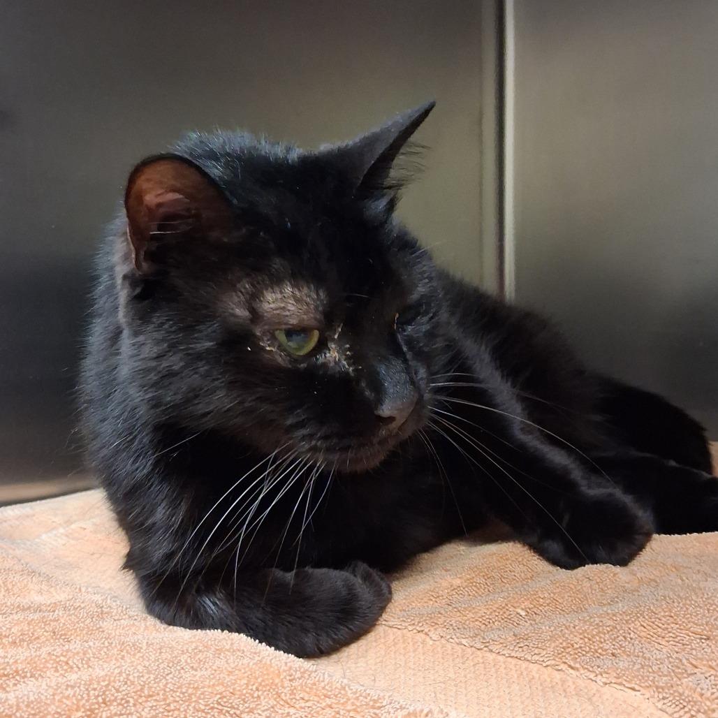 Brutus, a Adoptable Domestic Short Hair in Galveston, TX image 3/3