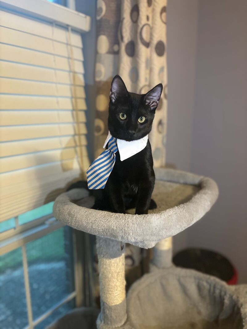 Cat for adoption Bat Boy, a Domestic Short Hair Mix in Cincinnati, OH