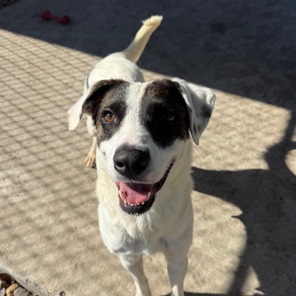 Vera, a Adoptable Mixed Breed in Corpus Christi, TX image 1/6