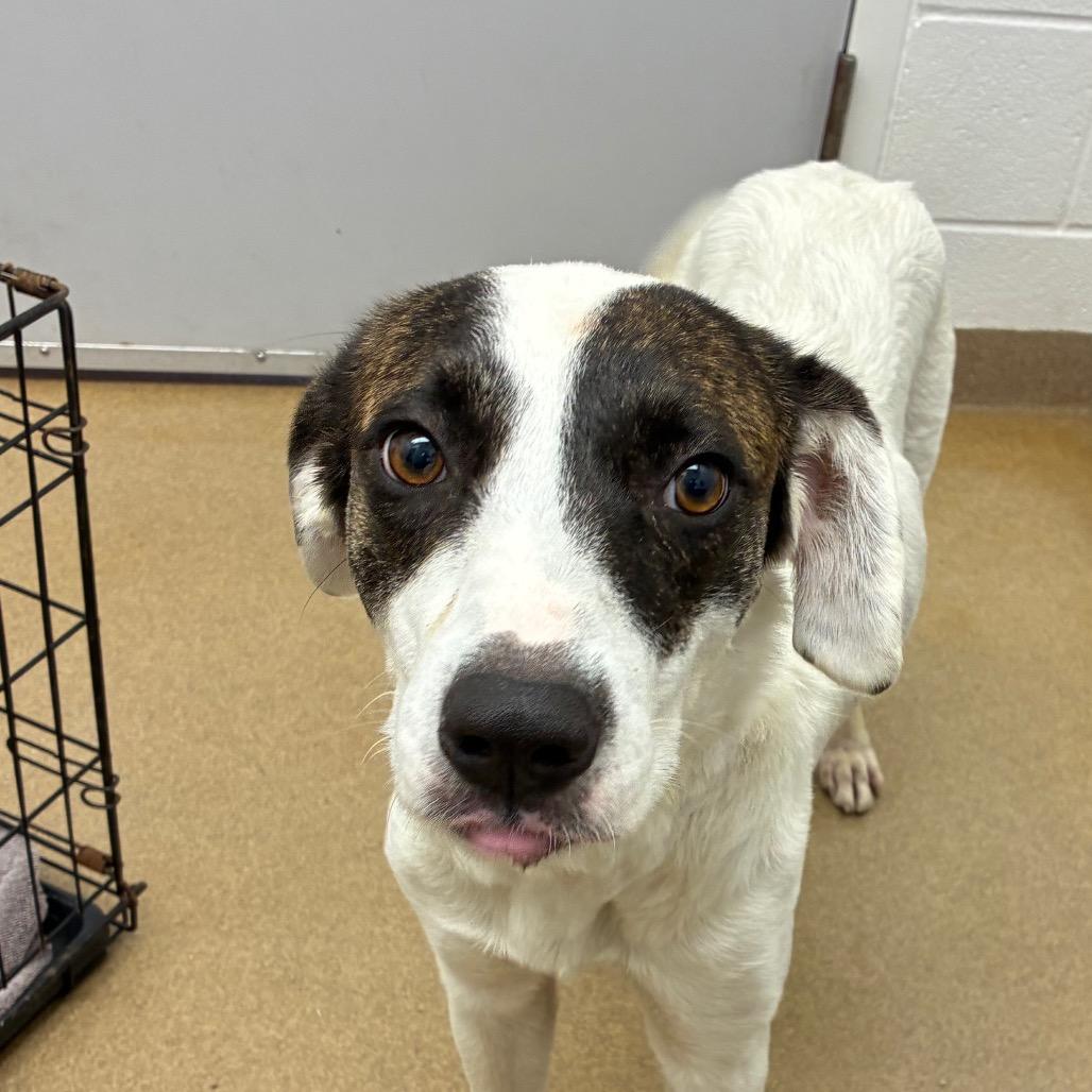 Vera, a Adoptable Mixed Breed in Corpus Christi, TX image 2/6