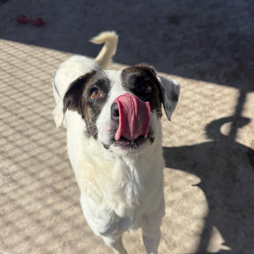 Vera, a Adoptable Mixed Breed in Corpus Christi, TX image 3/6