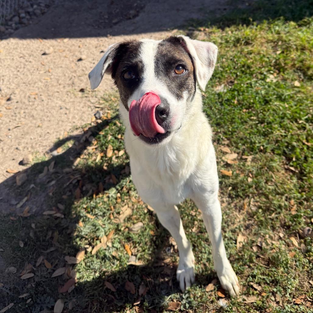 Vera, a Adoptable Mixed Breed in Corpus Christi, TX image 4/6