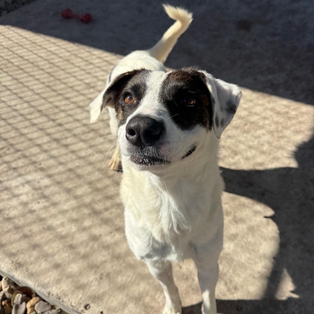 Vera, a Adoptable Mixed Breed in Corpus Christi, TX image 5/6