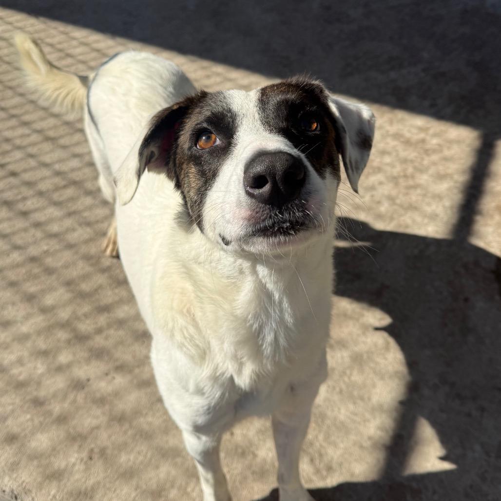 Vera, a Adoptable Mixed Breed in Corpus Christi, TX image 6/6